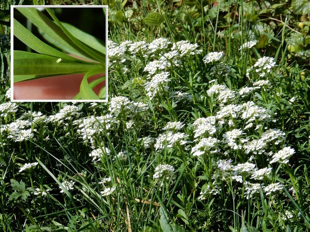 Kars Veling, Scheefbloem met inzet eitje scheefbloemwitje